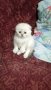 Шотландско клепоухо котенце, снимка 1 - Британска късокосместа - 40236839