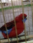 продавам папагали , снимка 4