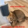 Четка за котки за монтиране на стена/ъгъл с котешка трева - КОД 3831, снимка 1