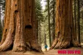 Нови качествени 15 семена от гигантска секвоя мамутово дърво sequoiadendron giganteum за декорация, снимка 3