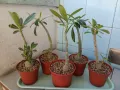 Адениум - Obesum,Arabicum,Somalense,Socotranum и DHA, снимка 1
