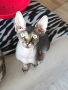 Котенца Канадски Сфинкс, снимка 15