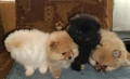 померан/мини шпиц, снимка 1