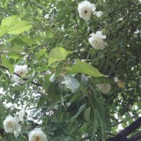 Резници бял трендафил 💥, снимка 5 - Градински цветя и растения - 14774989