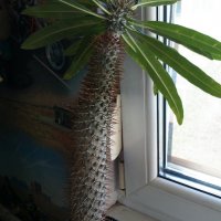 Пахиподиум, Мадагаскарска палма, снимка 1 - Стайни растения - 26883675