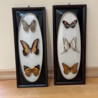 Картини с препарирани пеперуди, снимка 1 - Картини - 40071234