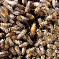 Пчелни семейства, ДБ, снимка 10 - За пчели - 39910963