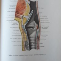 Атлас анатомии человека, Том 2, Р. Д. Синельников, снимка 3 - Специализирана литература - 32299951