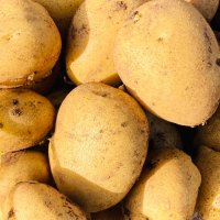 Продавам картофи за семе сорт Сорая, Агата, Ривиера, Карера  , снимка 2 - Разсади - 43821344