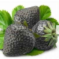 50 семена от плод черна ягода черни ягоди органични плодови ягодови семена от вкусни ягоди отлични , снимка 1 - Сортови семена и луковици - 37706890
