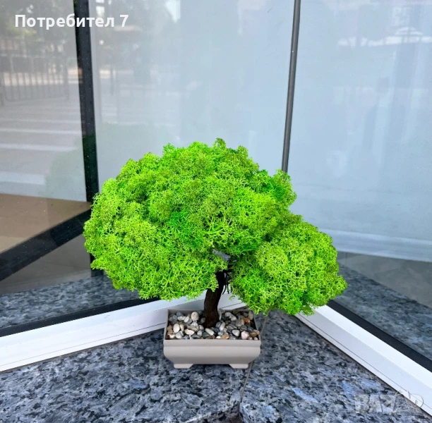 Бонсай със скандинавски мъх, снимка 1