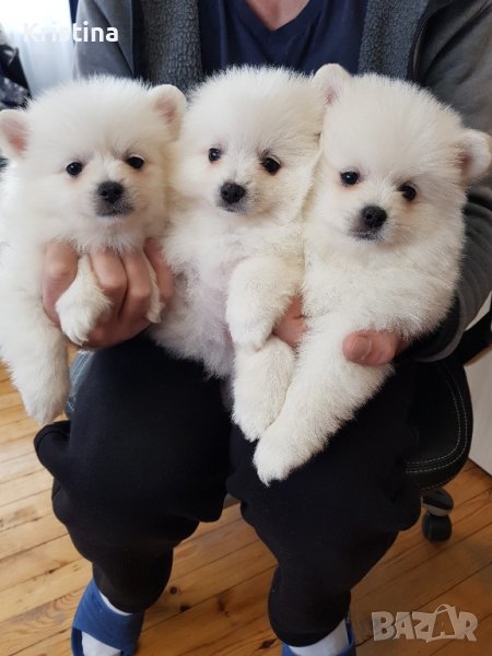 Померан померанчета свободни реални снимки от днес!, снимка 1