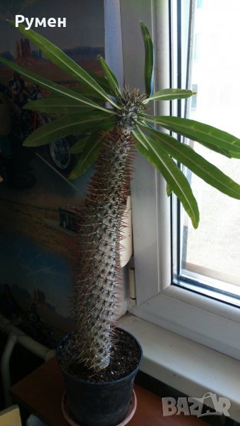 Пахиподиум, Мадагаскарска палма, снимка 1