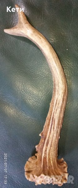 Рог от сръндак, снимка 1