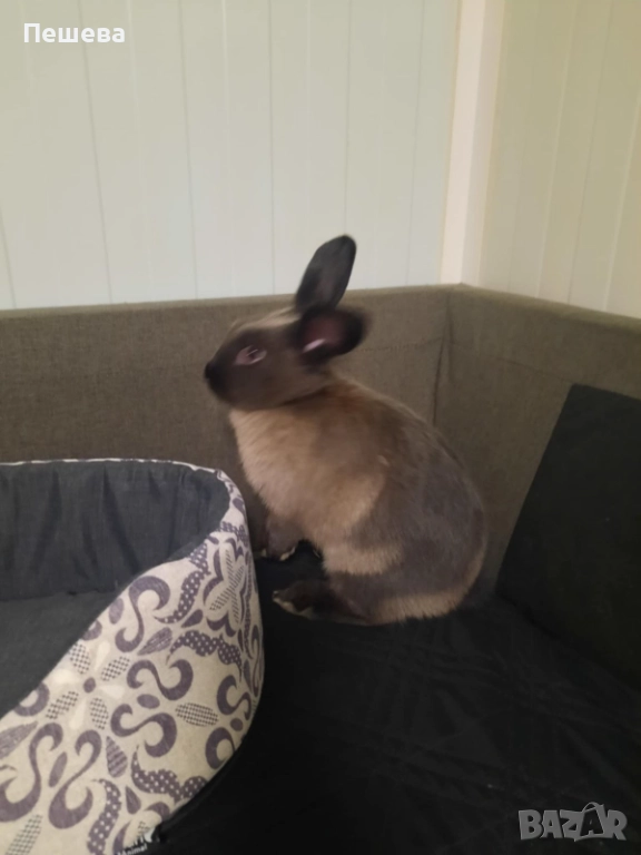 Подарявам Зайче , снимка 1