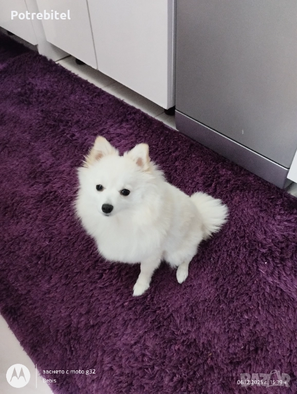 Померанче мини шпиц, снимка 1