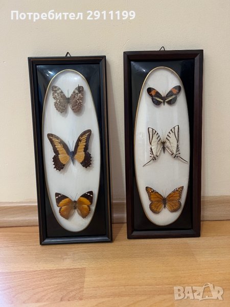 Картини с препарирани пеперуди, снимка 1