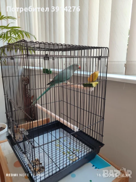  Папагал малък Александър , снимка 1