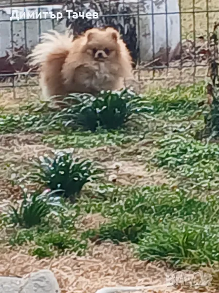 Мъжко померан, снимка 1