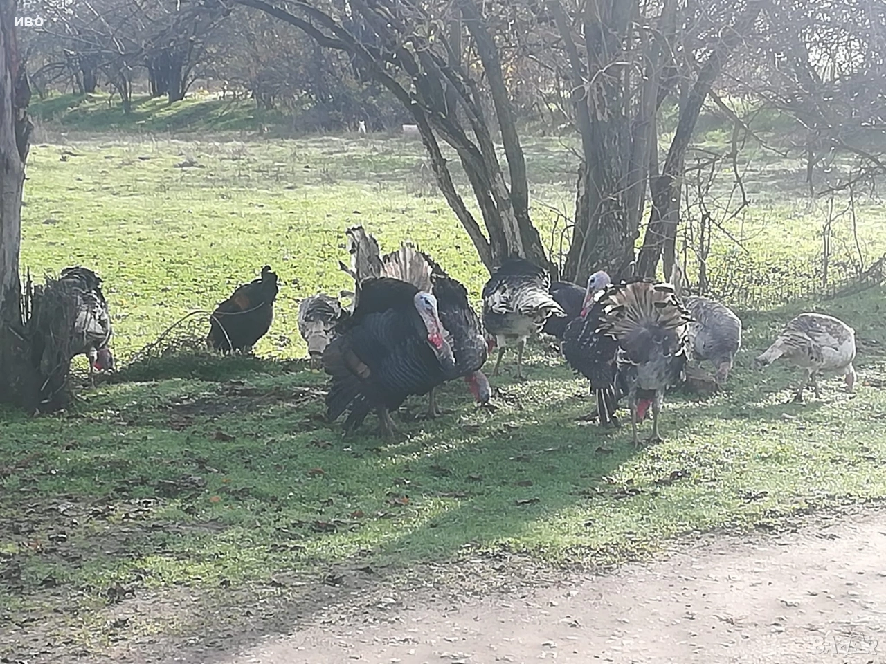 пуики , снимка 1