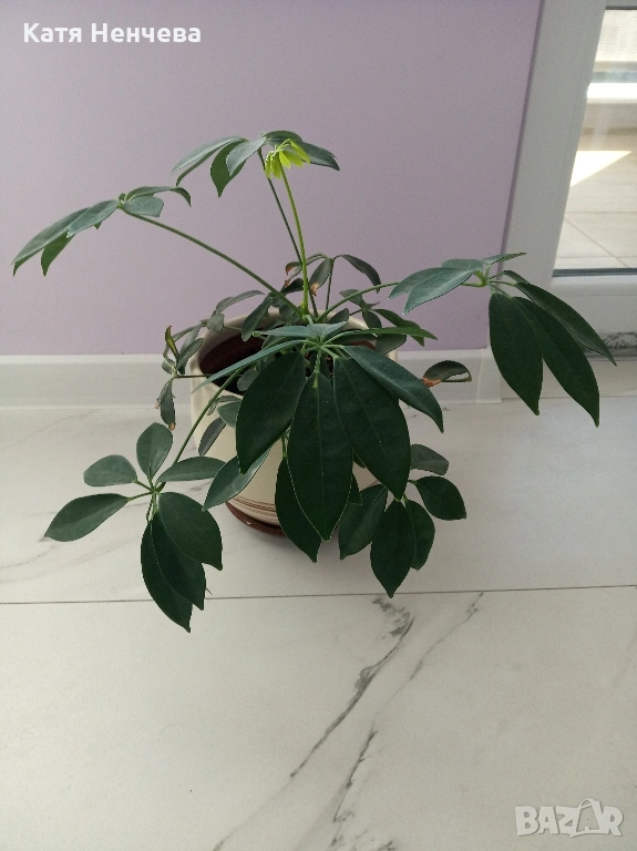 шефлера , снимка 1