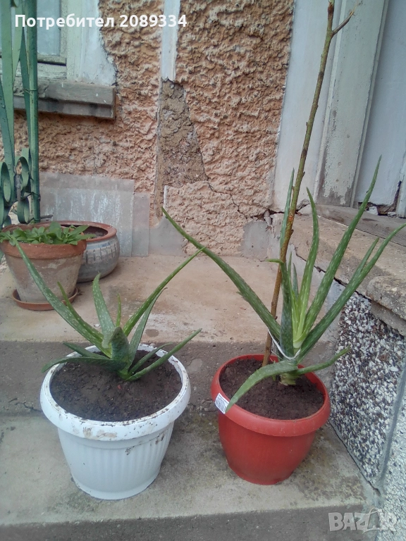 Алое Вера, снимка 1