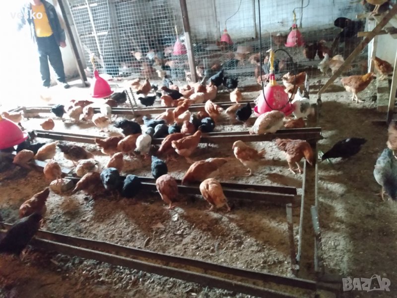  ПРОДАВАМ ЯРКИ НОСАЧКИ И ПЕТЛИ, снимка 1