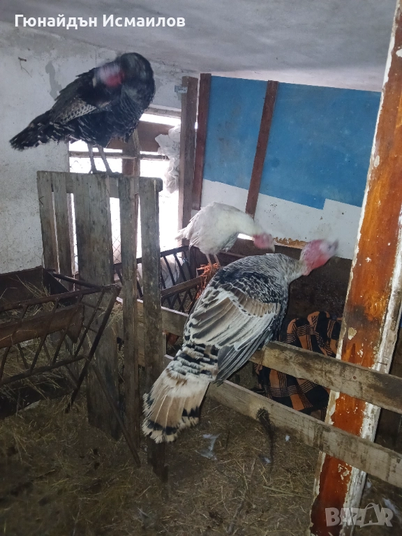 Пуйки млади , снимка 1