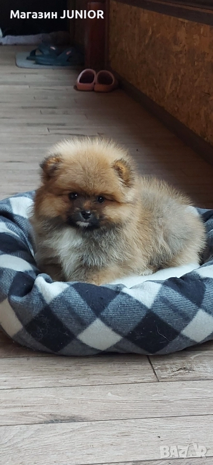 померан момче, снимка 1