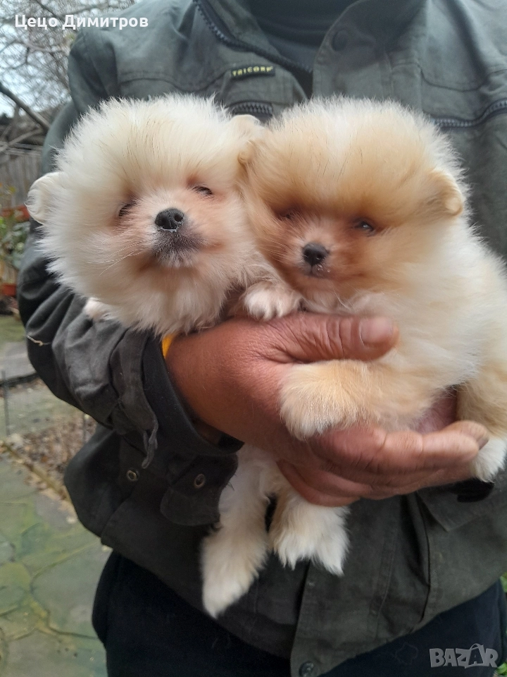 померанчета , снимка 1