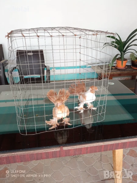 ростовски, снимка 1