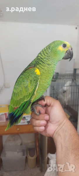 Бебета синьочела амазона, снимка 1