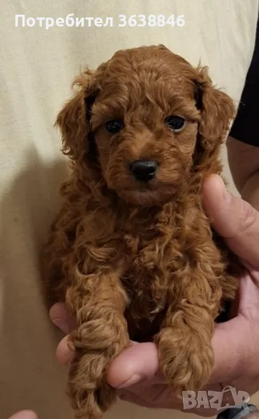 Той Пудел, снимка 1