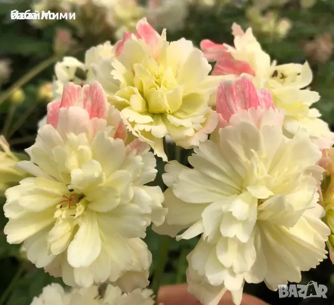 Мушката различни видове, снимка 1