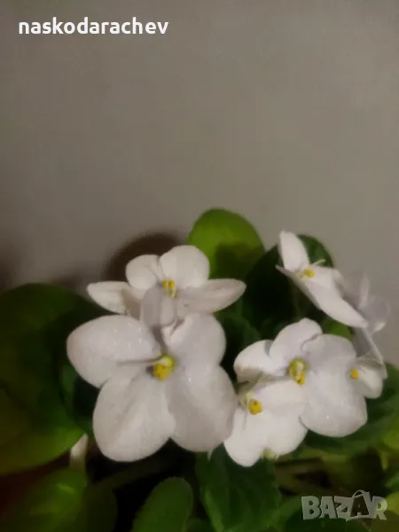 Теменужка, теменужки, сенполия снежно бяла, бял цвят, снимка 1