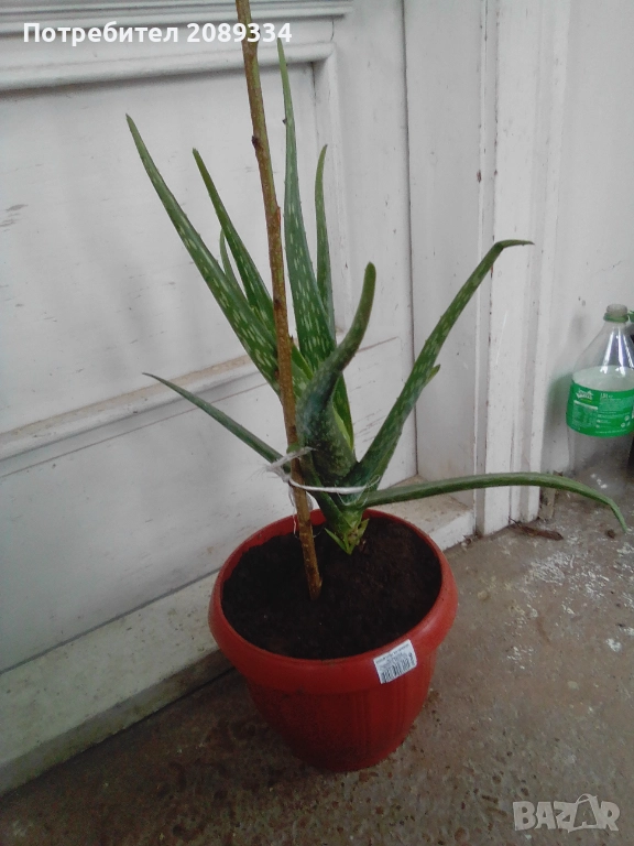 Алое Вера, снимка 1