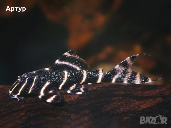 Плеко Клоун L204, снимка 1