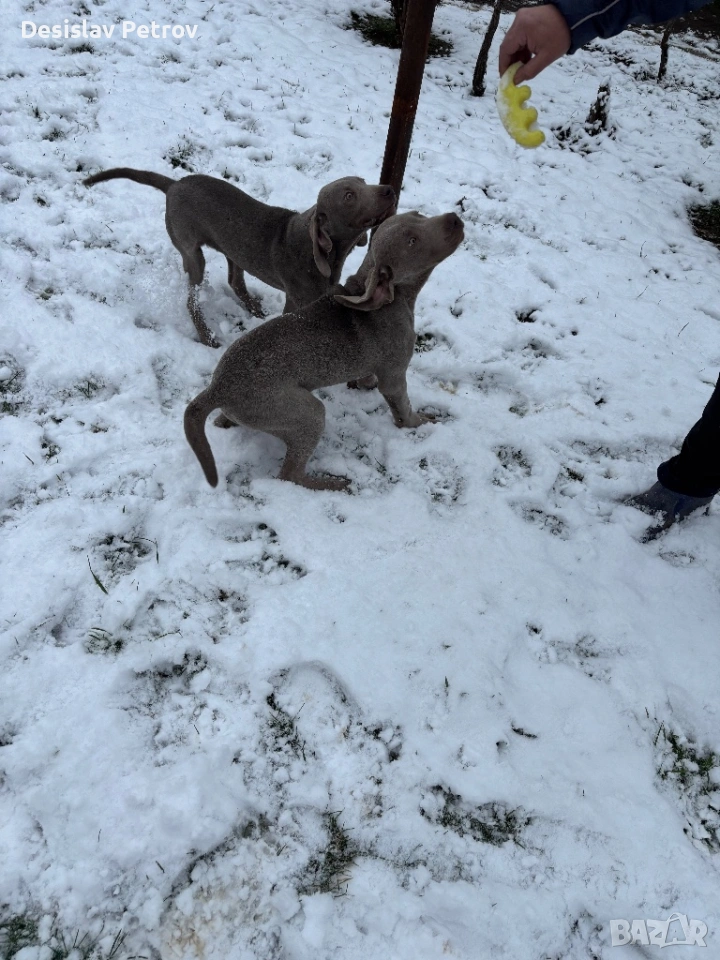 Ваймаранери , снимка 1