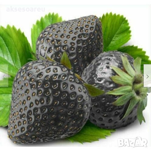 200 семена от плод черна ягода черни ягоди органични плодови ягодови семена от вкусни ягоди отлични , снимка 1