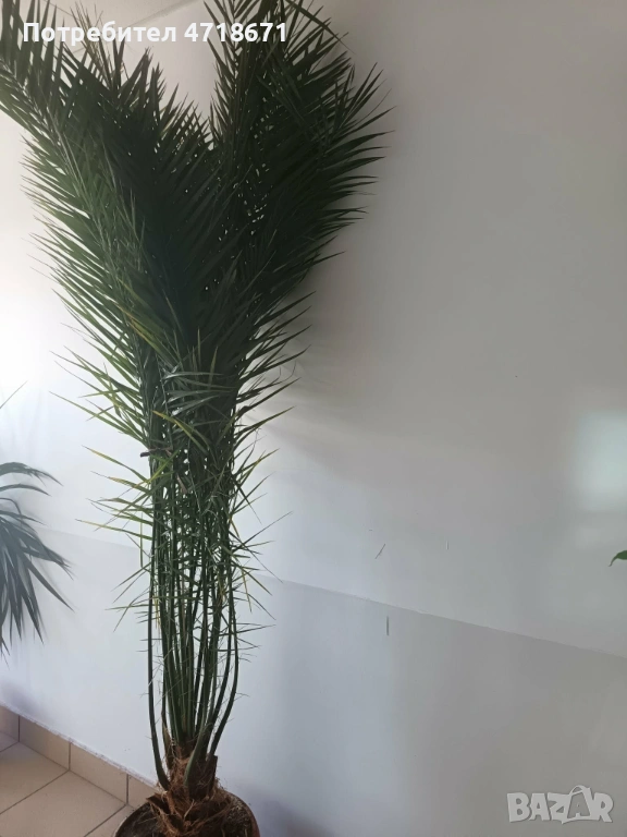 Финикова палма 2.5м, снимка 1