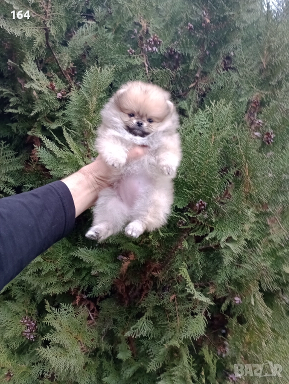 Женски Померани. Реални снимки от 07.12.25 г. , снимка 1