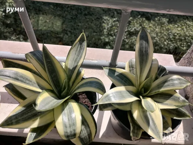 Сансевиера Gold Hahnii-птиче гнездо, снимка 2 - Стайни растения - 47352262