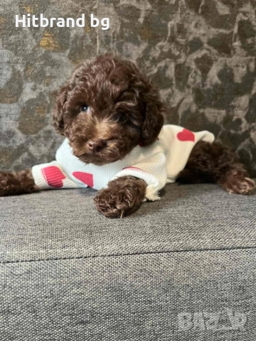 Пудел Той шоколад , снимка 3 - Пудели - 52124171