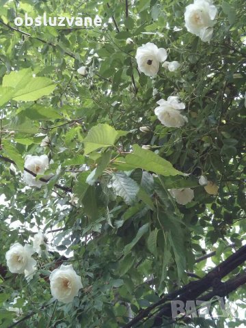 Резници бял трендафил 💥, снимка 5 - Градински цветя и растения - 14774989