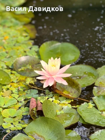 Растения за езеро ,лилии , предлагам и риби езерни , снимка 8 - Други - 50777184