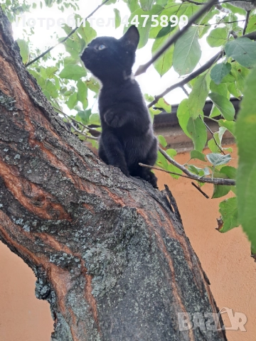 Подарявам котета на добри стопани, гр. Елин Пелин, снимка 4 - Други - 51817321