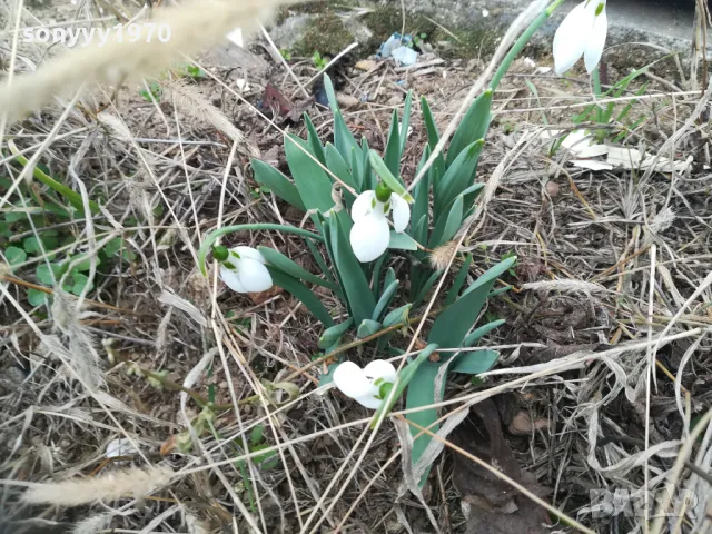 КОКИЧЕТА 2025 В САКСИЯ С ЛУКОВИЦИ 1502251716, снимка 5 - Градински цветя и растения - 49140794
