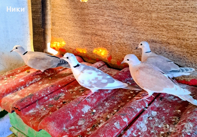 Две двойки скумрийки 30 лв. всички , снимка 3 - Гълъби - 52854036