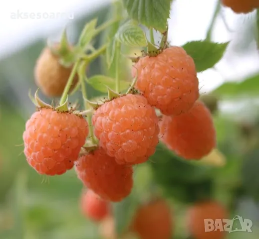 20 качествени Семена от Британска Есенна Златна Малина Златни наситени Сладки Малини от Колумбия, снимка 14 - Сортови семена и луковици - 50221087