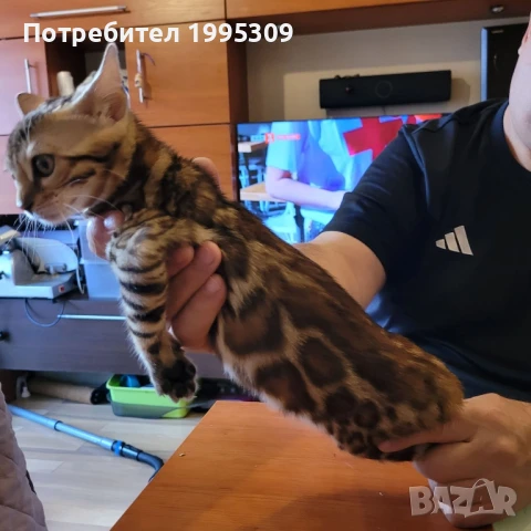 Бенгалски котета, снимка 7 - Други - 50151079